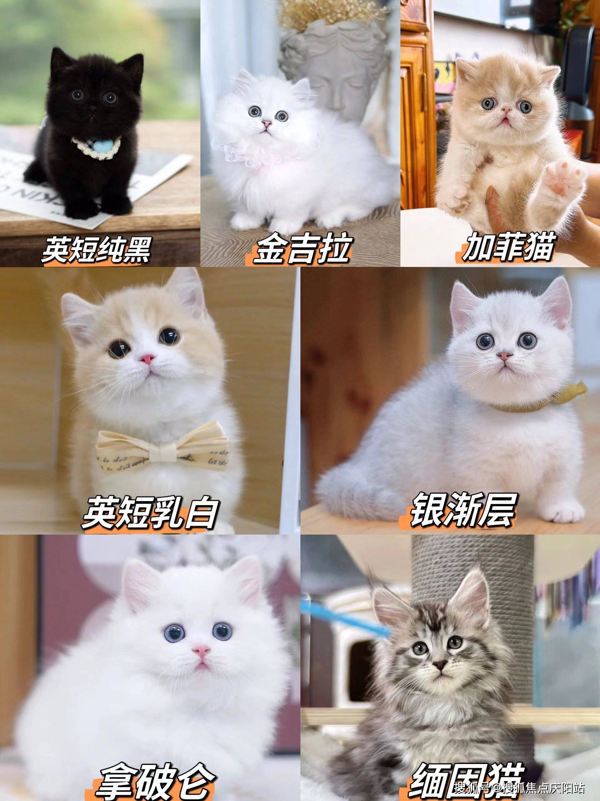 杭州买英短蓝猫首页网站(杭州上城区)哪里有卖英短蓝猫的宠物市场