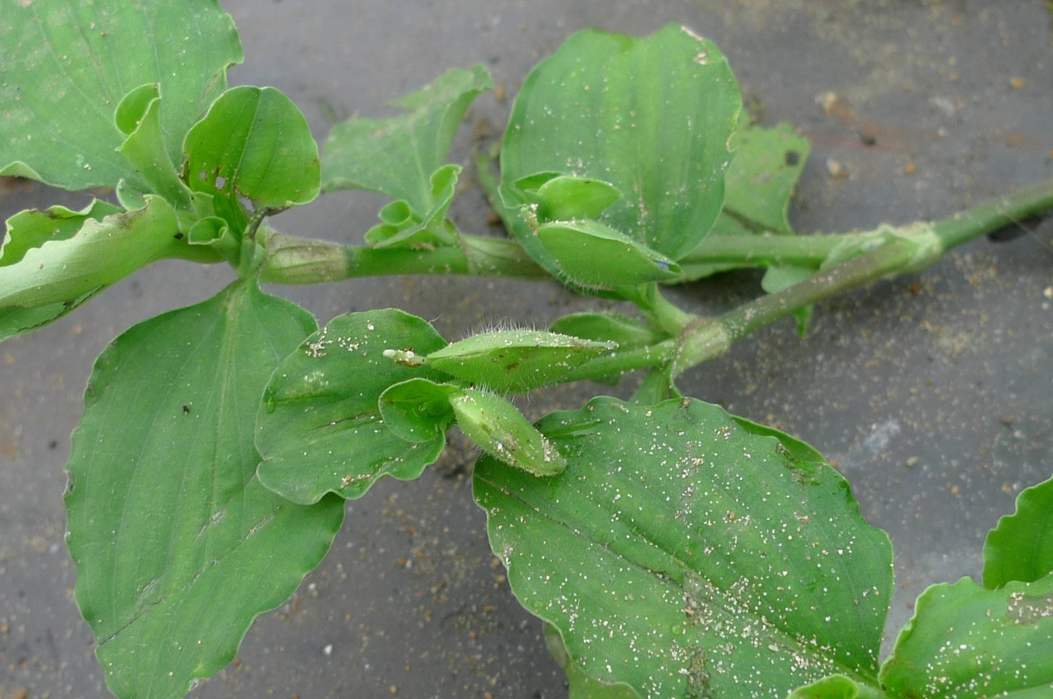 我见到的山东本土植物和园林栽培植物(266)饭包草