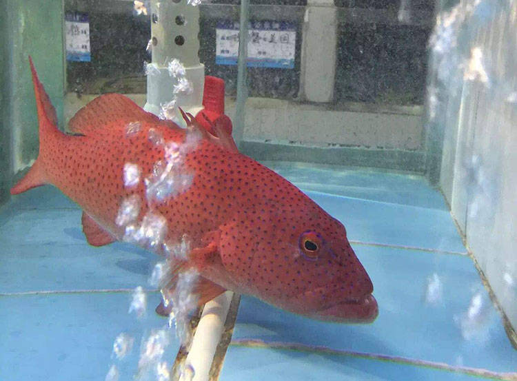 东星斑吃料慢如何防治?