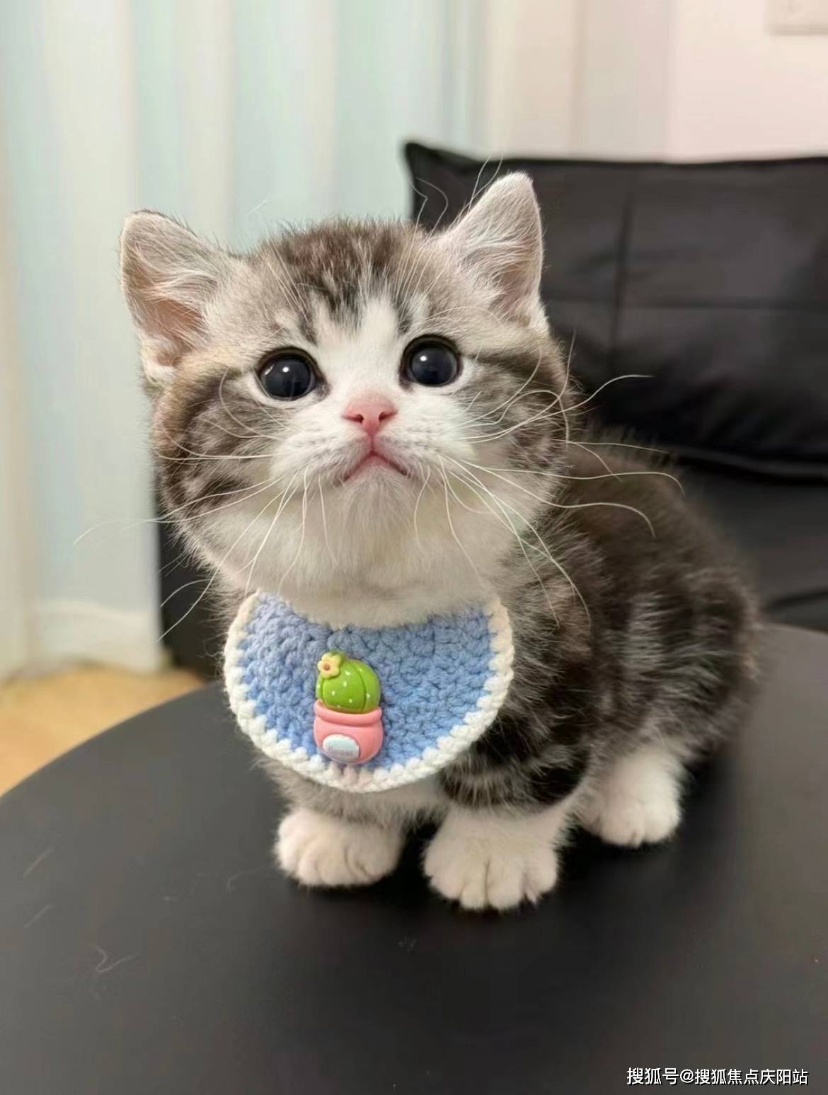 南昌买美短起司猫首页网站(南昌红谷滩区)哪里可以买到美短起司猫