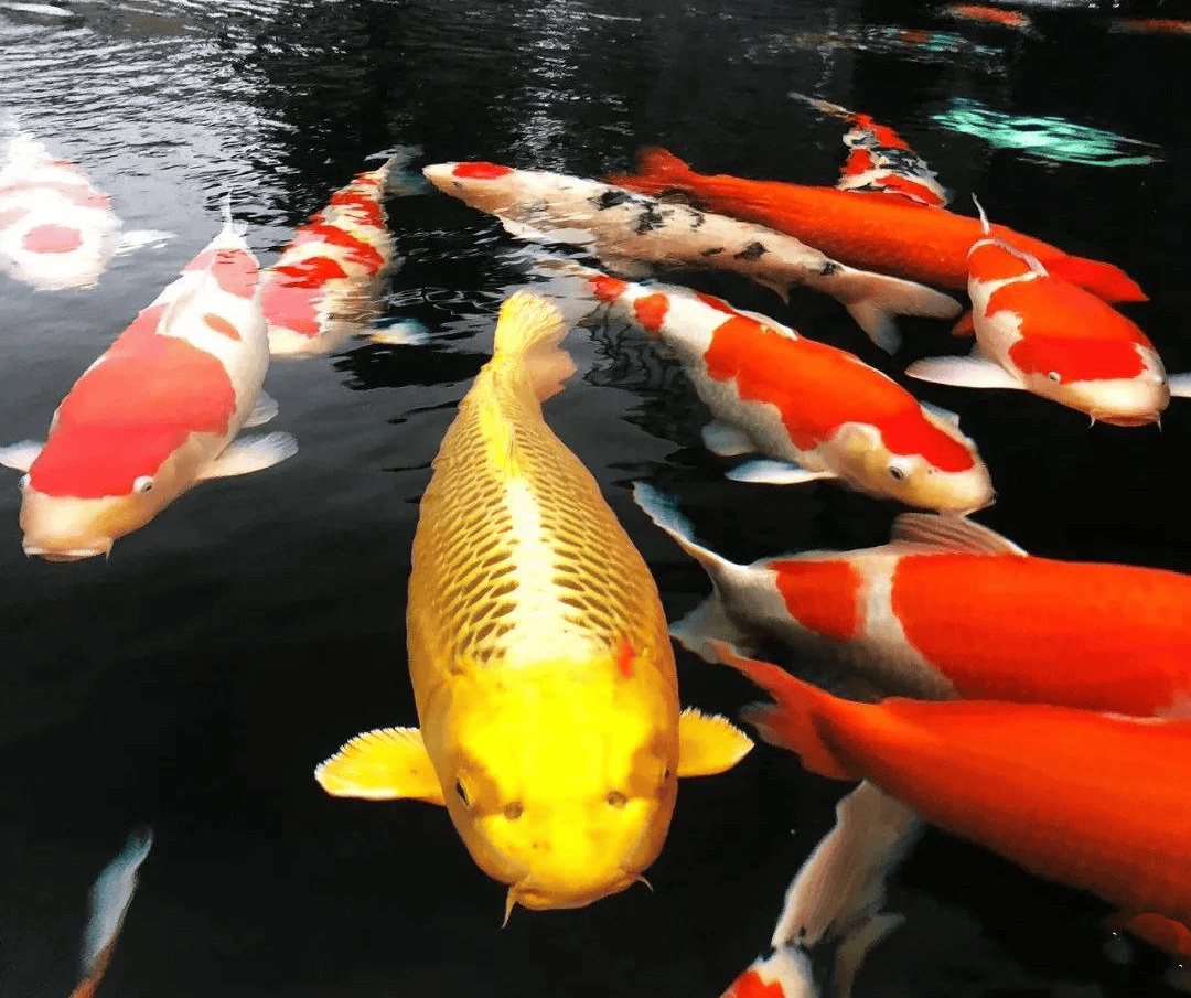 室外锦鲤鱼池水里出现很多泡泡是怎么回事?