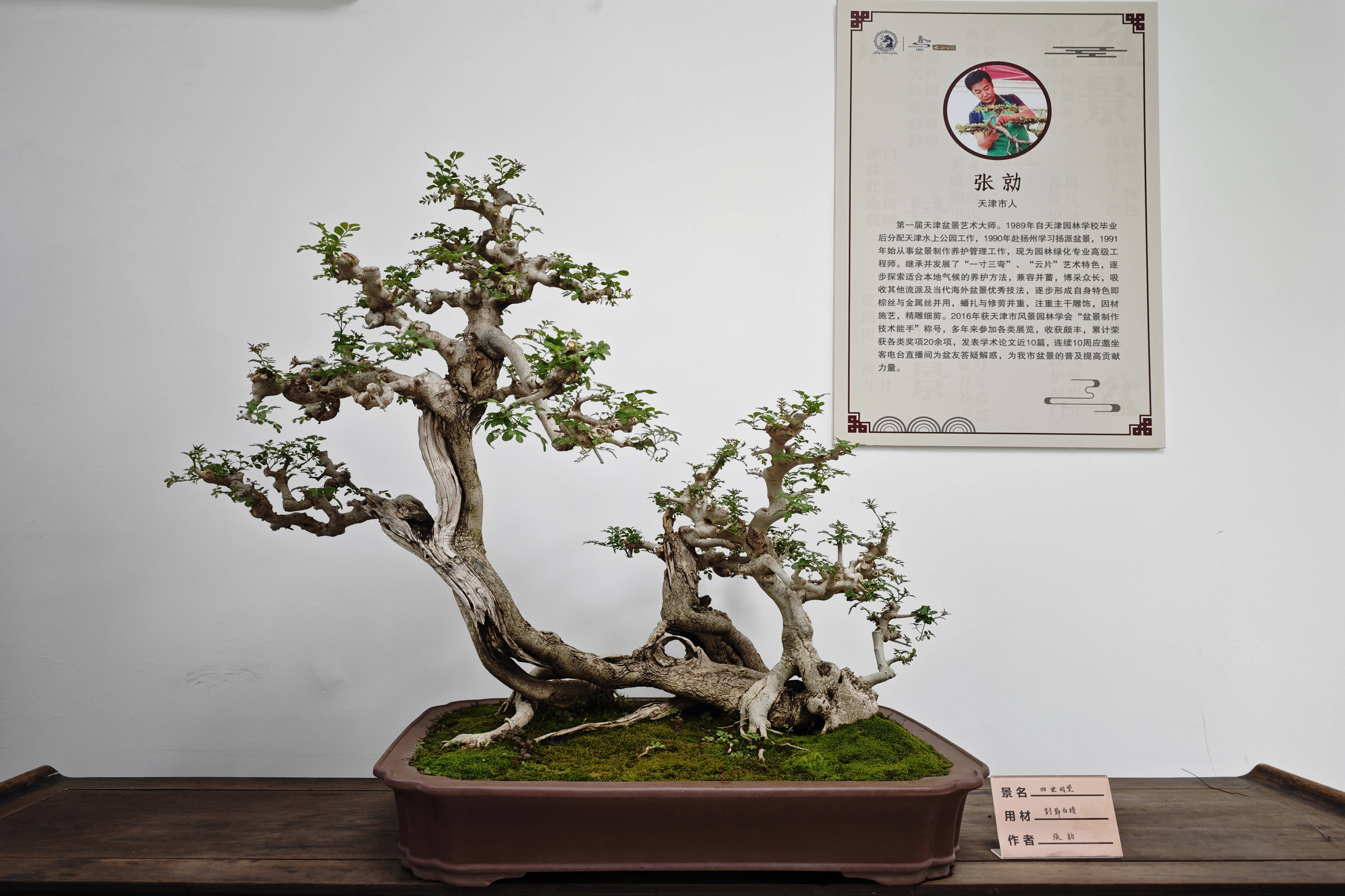 天津市花卉盆景协会将在天津盆景园举行《天津市盆景艺术精品展》