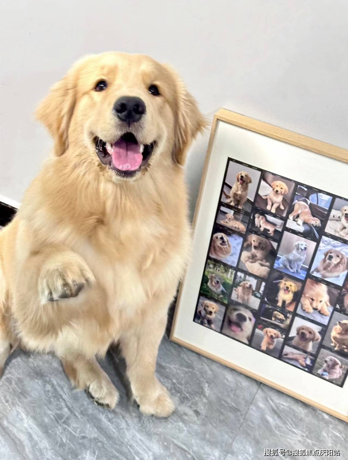 上海买金毛犬首页网站(上海静安区)金毛犬多少钱一只