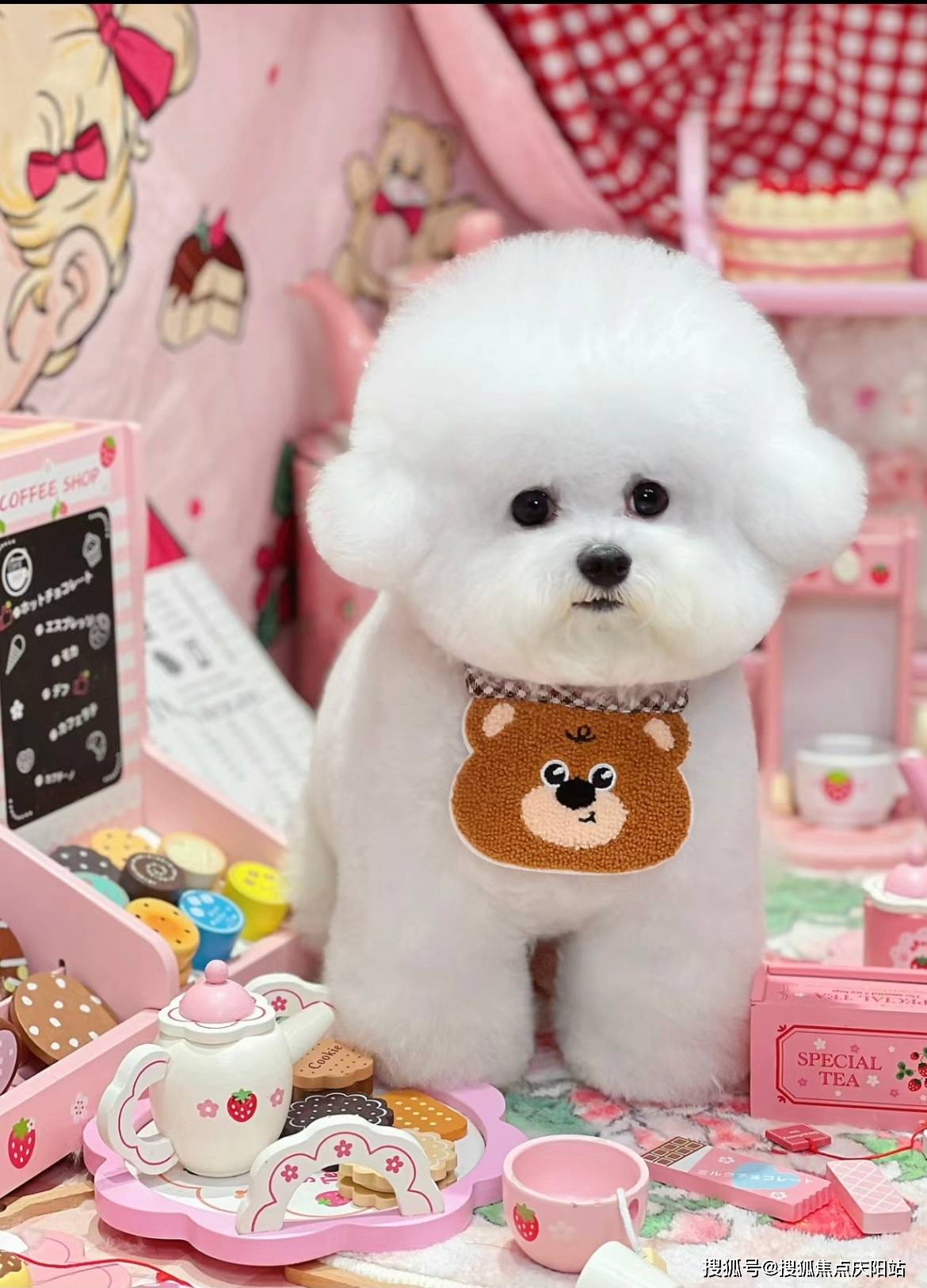 南昌买比熊犬首页网站(南昌红谷滩区)哪家宠物店有卖比熊犬的