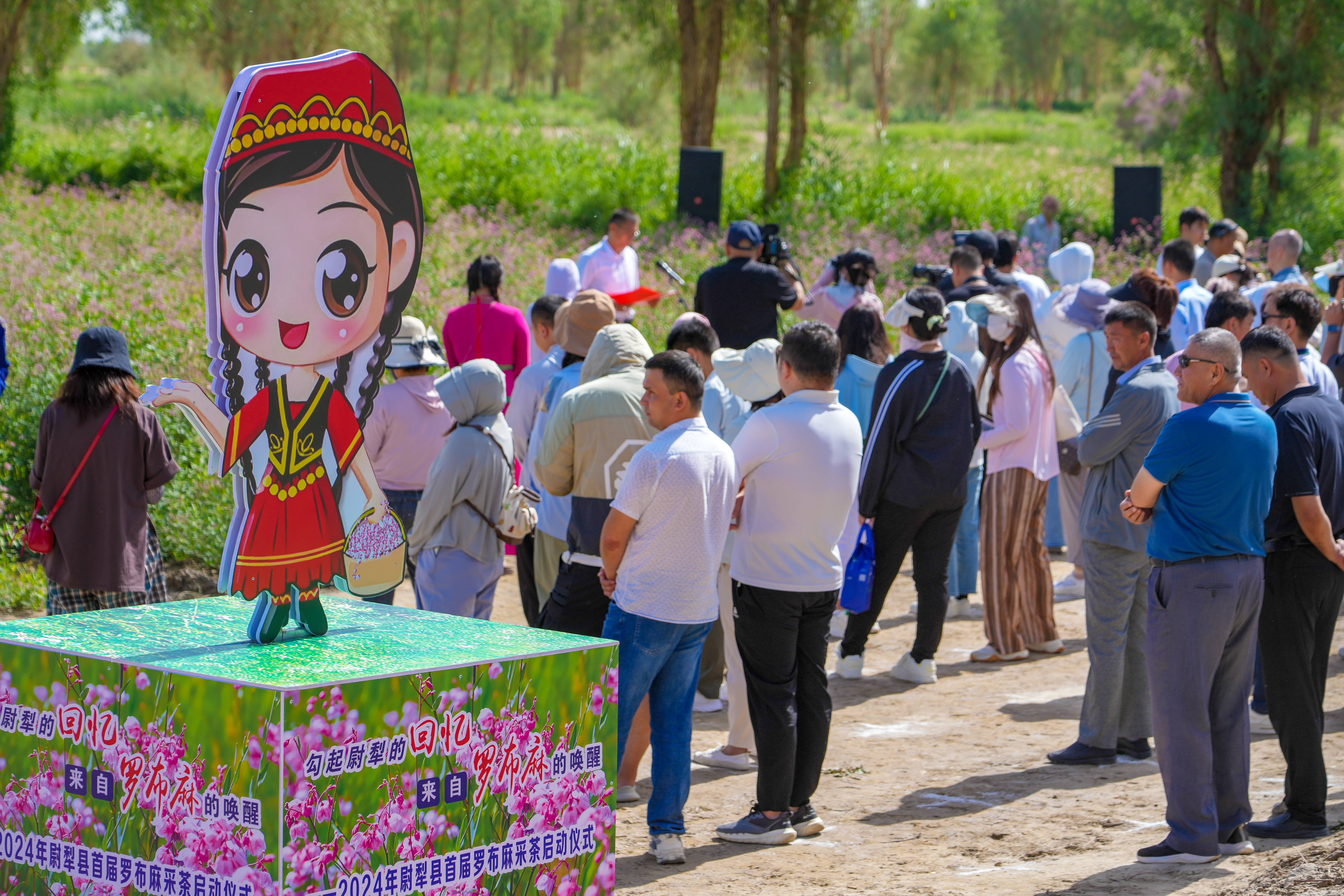 相约尉犁 茶香四溢 尉犁县举办首届罗布麻采茶启动仪式