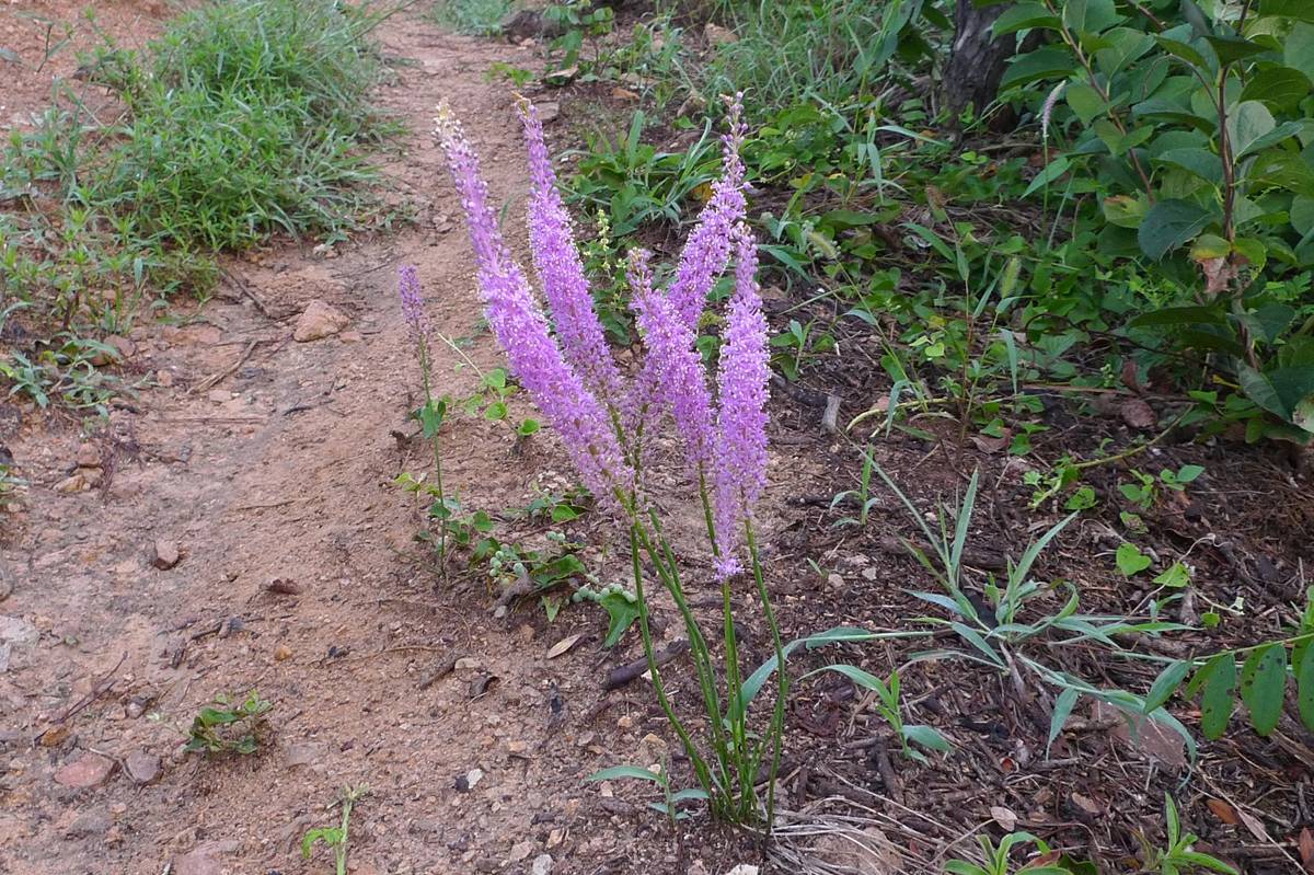 我见到的山东本土植物和园林栽培植物(278)绵枣儿