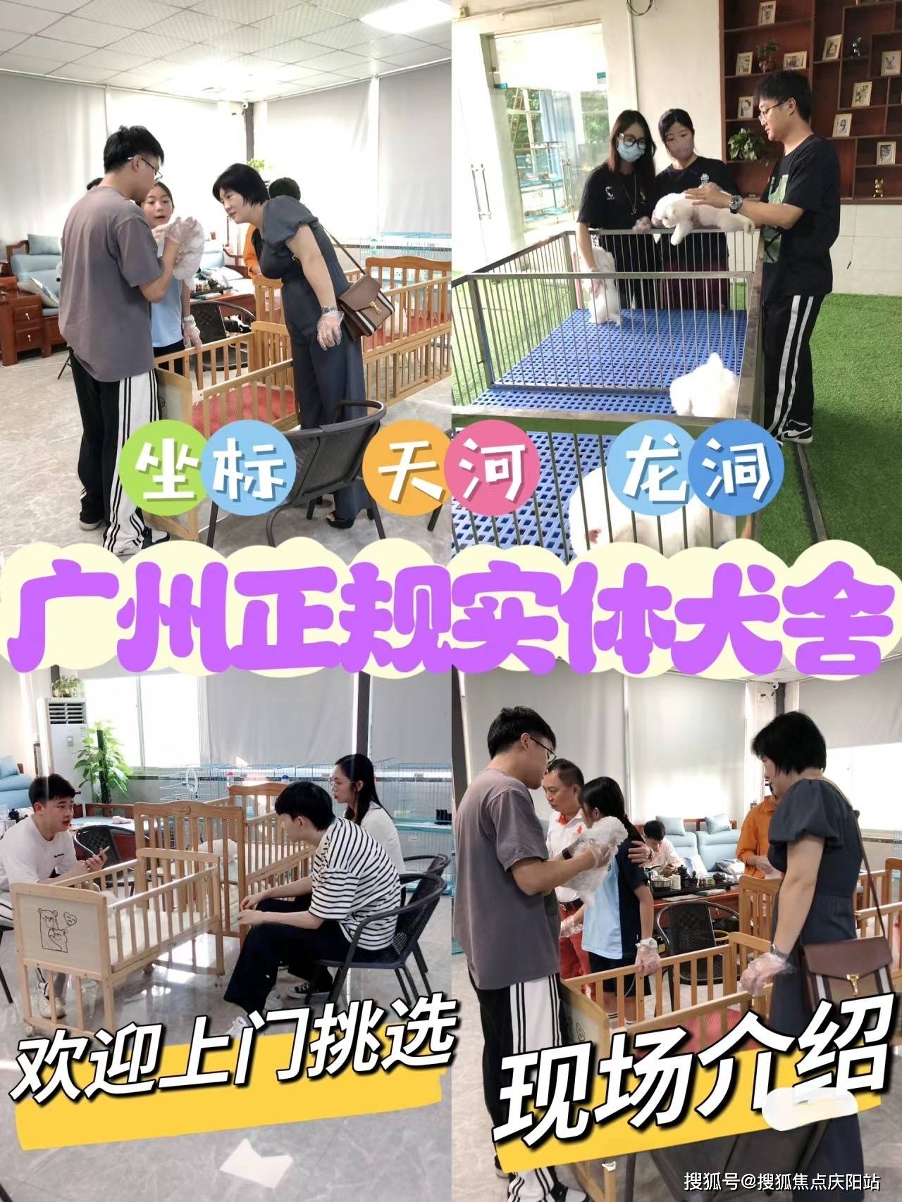 广州买比熊犬首页网站(广州天河区)哪家宠物店有卖比熊犬的