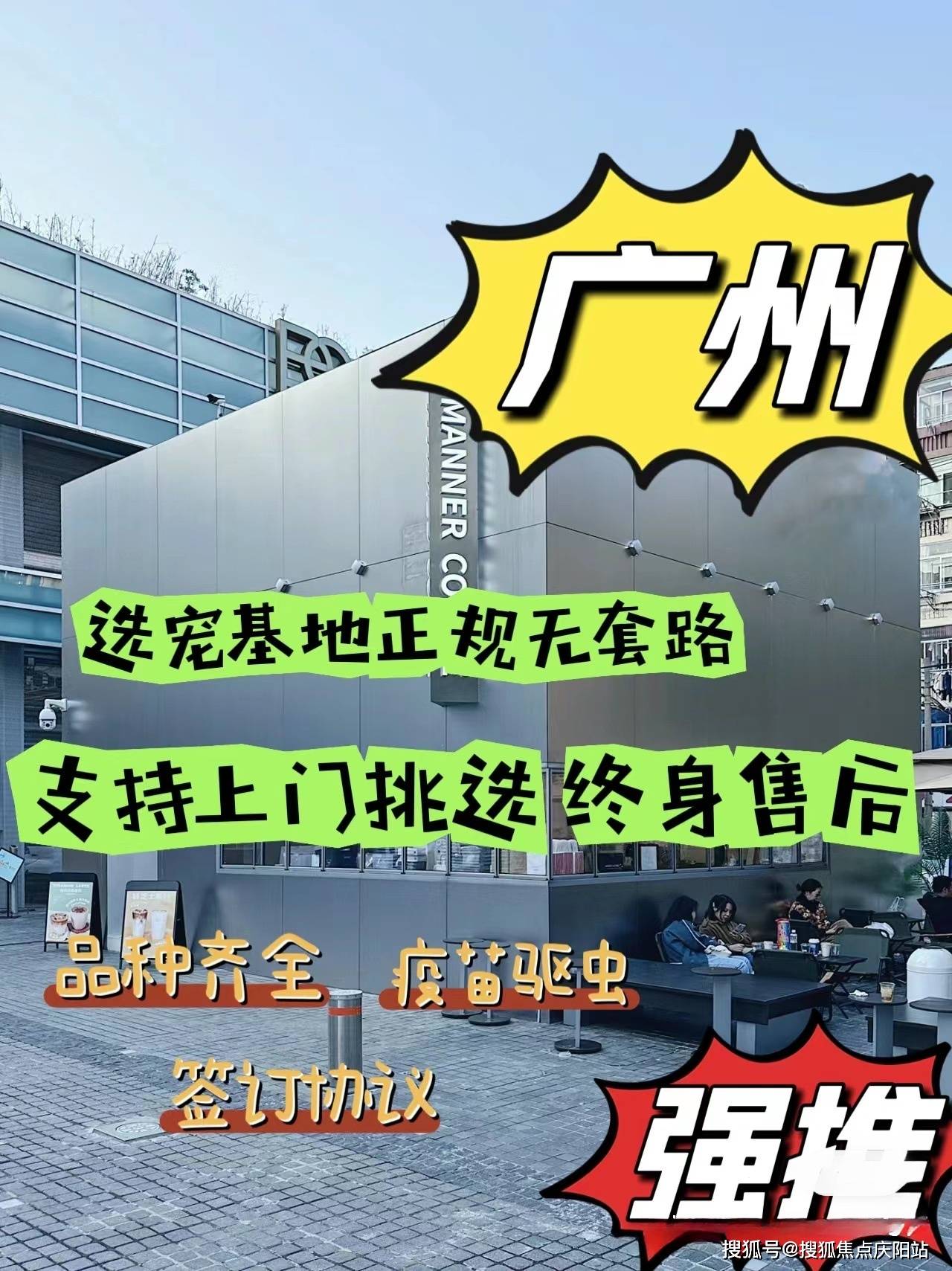 广州买比熊犬首页网站(广州天河区)买比熊犬哪里有实体店
