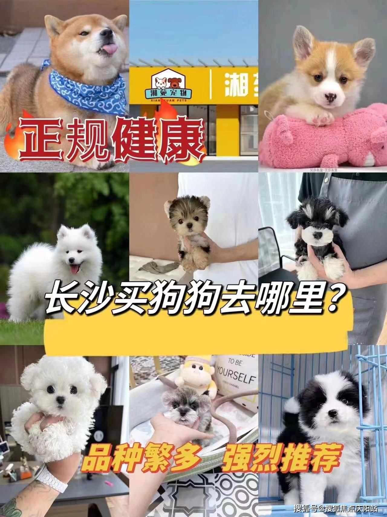 长沙买比熊犬丨长沙芙蓉区哪里有卖比熊犬的宠物市场丨长沙福安家猫