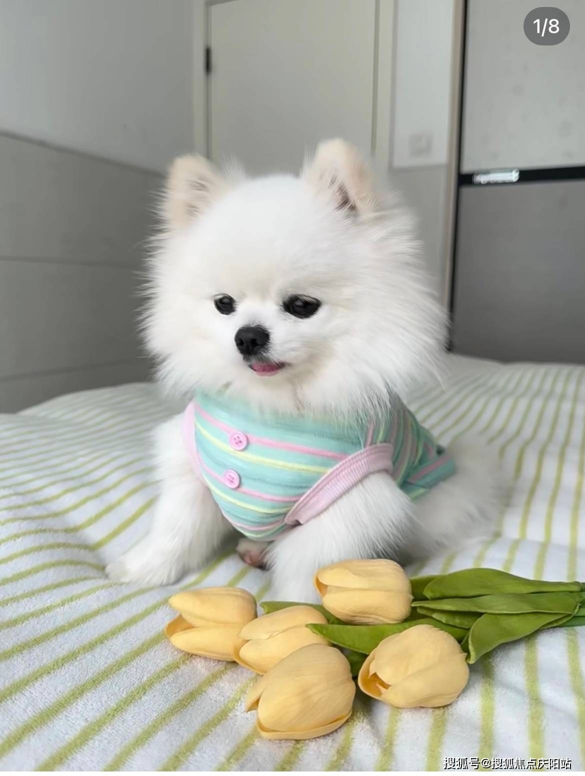 温州买博美犬首页网站(温州鹿城区)哪里有卖博美犬的宠物市场