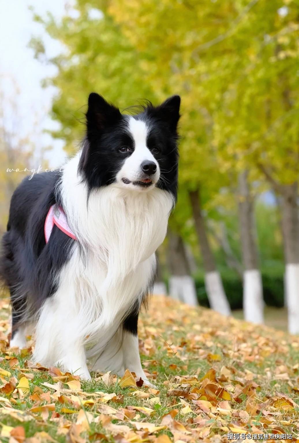 南京买边牧犬首页网站(南京雨花台区)哪里可以买到品相好的边牧犬