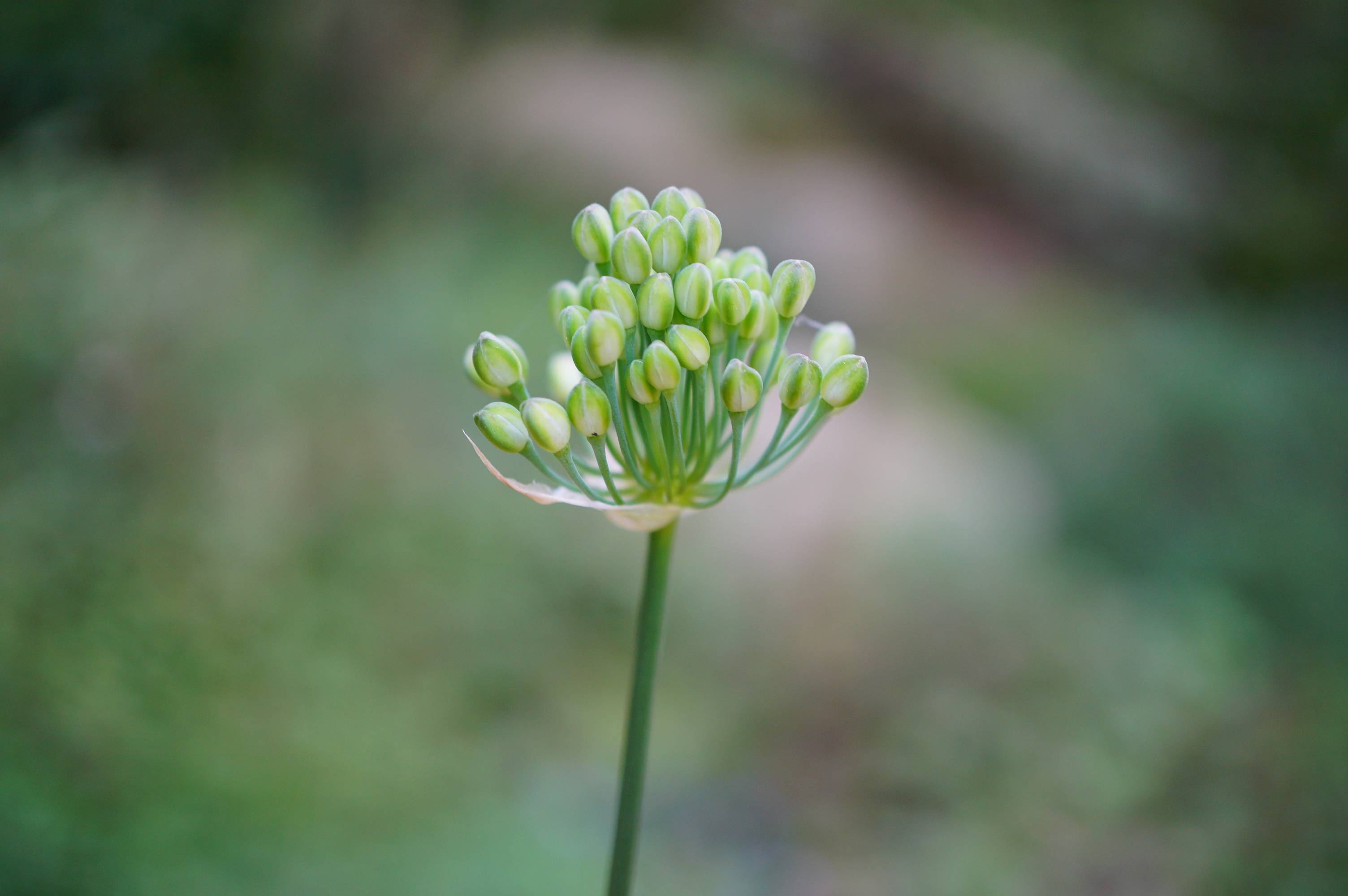 我见到的山东本土植物和园林栽培植物(292)矮齿韭