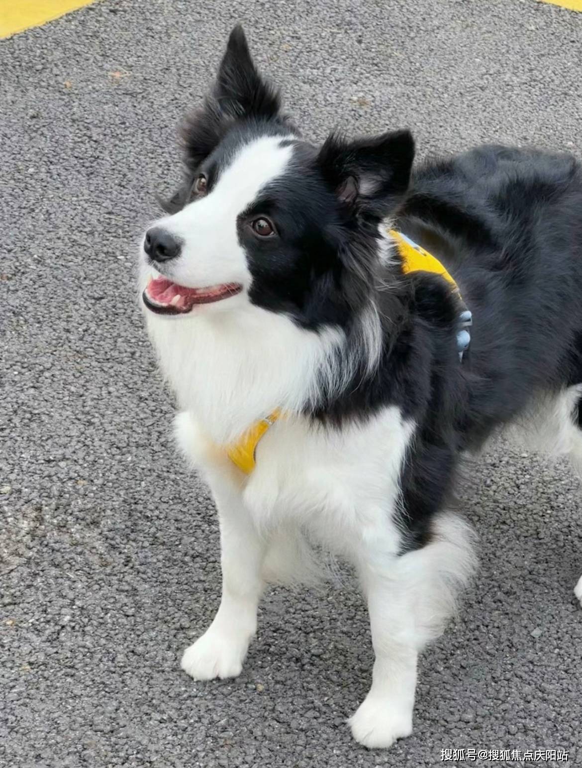 上海买萨摩耶犬首页网站(上海闵行区)买萨摩耶犬最好去哪里买