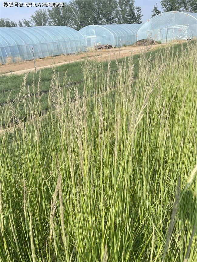 卡尔拂子茅的认识及生长特性