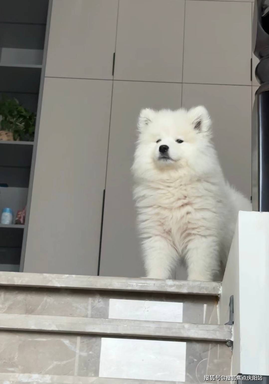 东莞买萨摩耶犬首页网站(东莞莞城)哪里有卖萨摩耶犬的地方