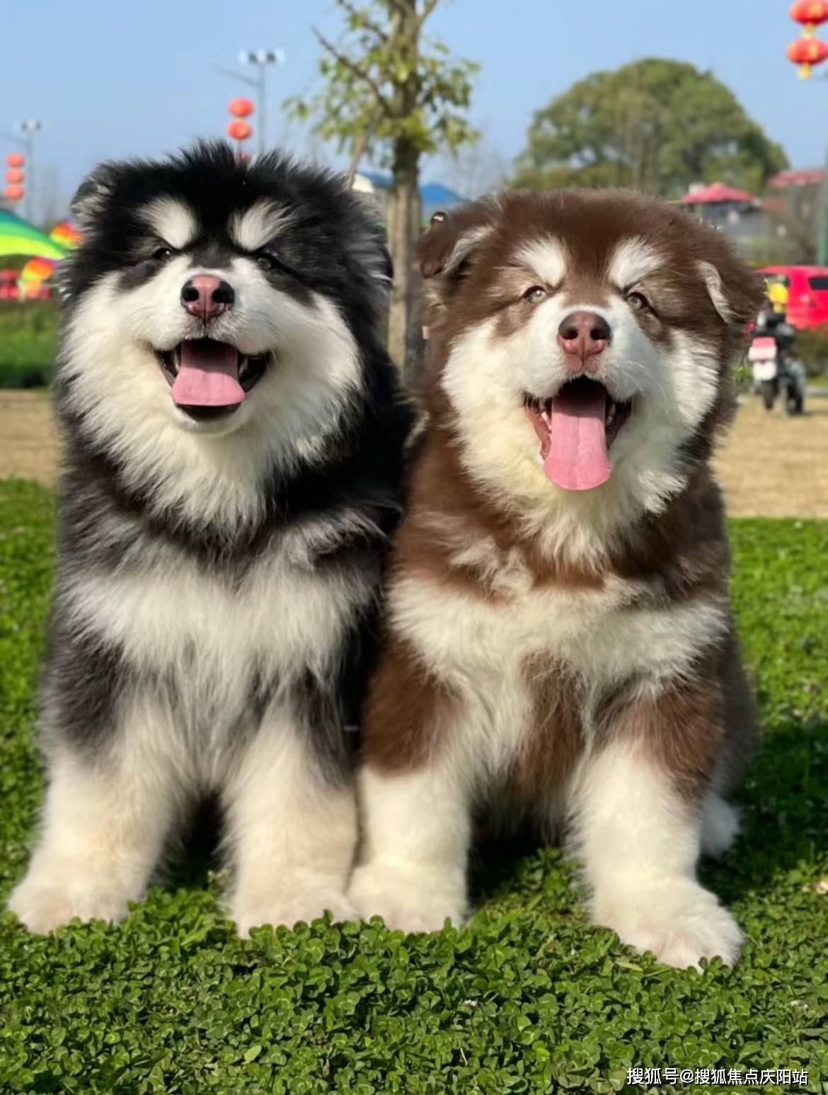 福州买阿拉斯加犬首页网站(福州仓山区)哪里有阿拉斯加犬出售