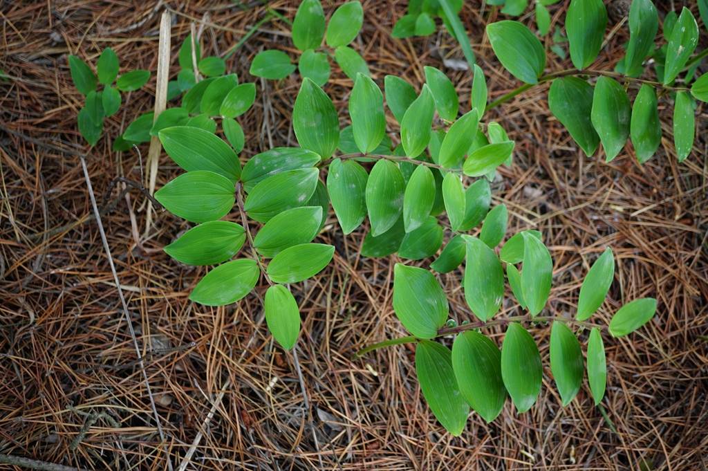 我见到的山东本土植物和园林栽培植物(303)玉竹