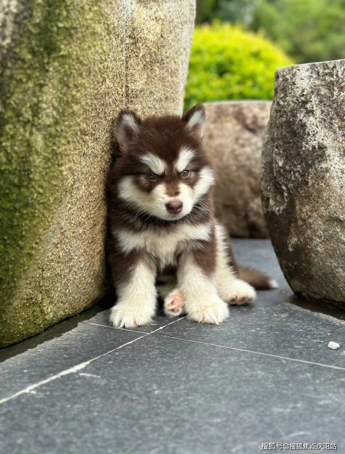 阿拉斯加犬照片真实图片