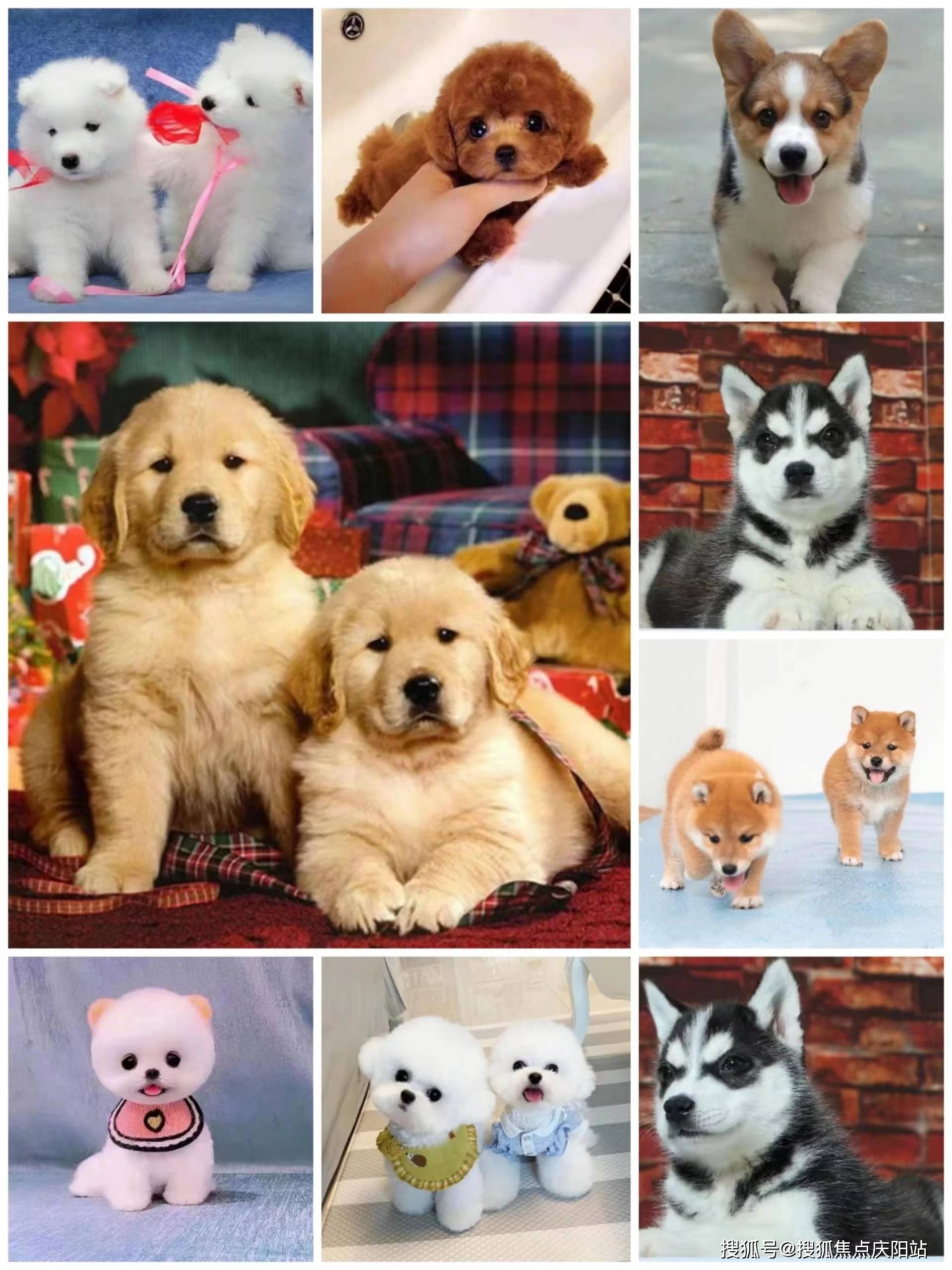 福州买阿拉斯加犬首页网站(福州仓山区)哪里可以买到品相好的阿拉斯加