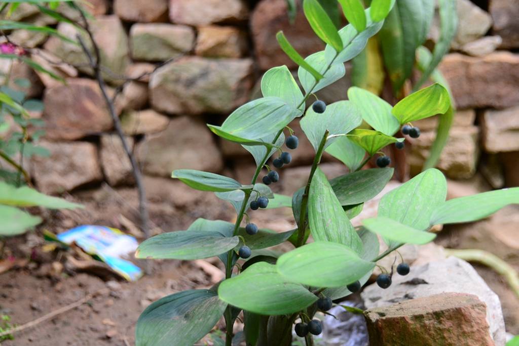 我见到的山东本土植物和园林栽培植物(303)玉竹