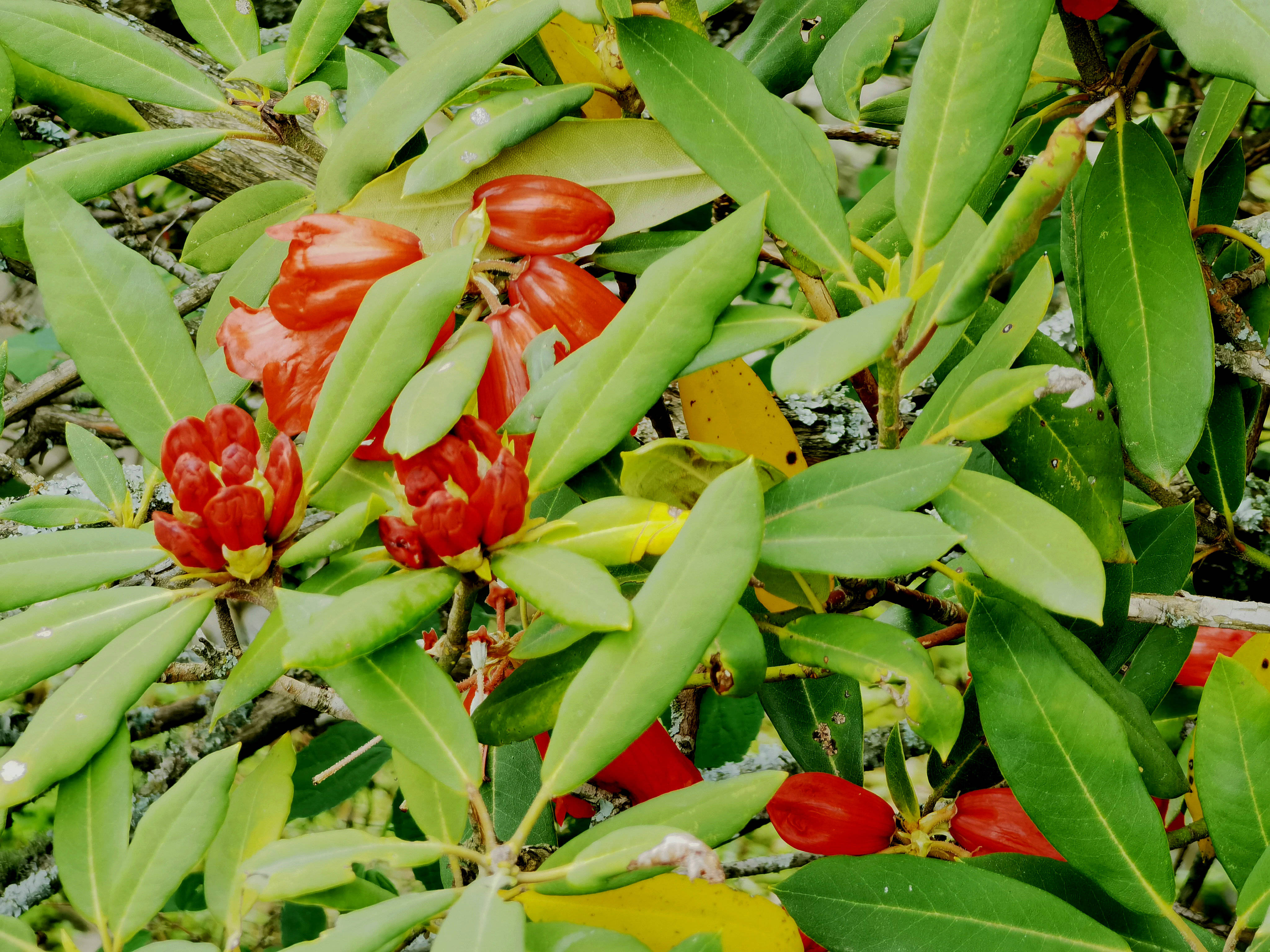 "会东杜鹃"提前一个月绽放 目前已达近9千株