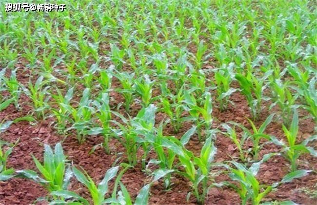 2024年天津市夏玉米单产提升技术指导意见