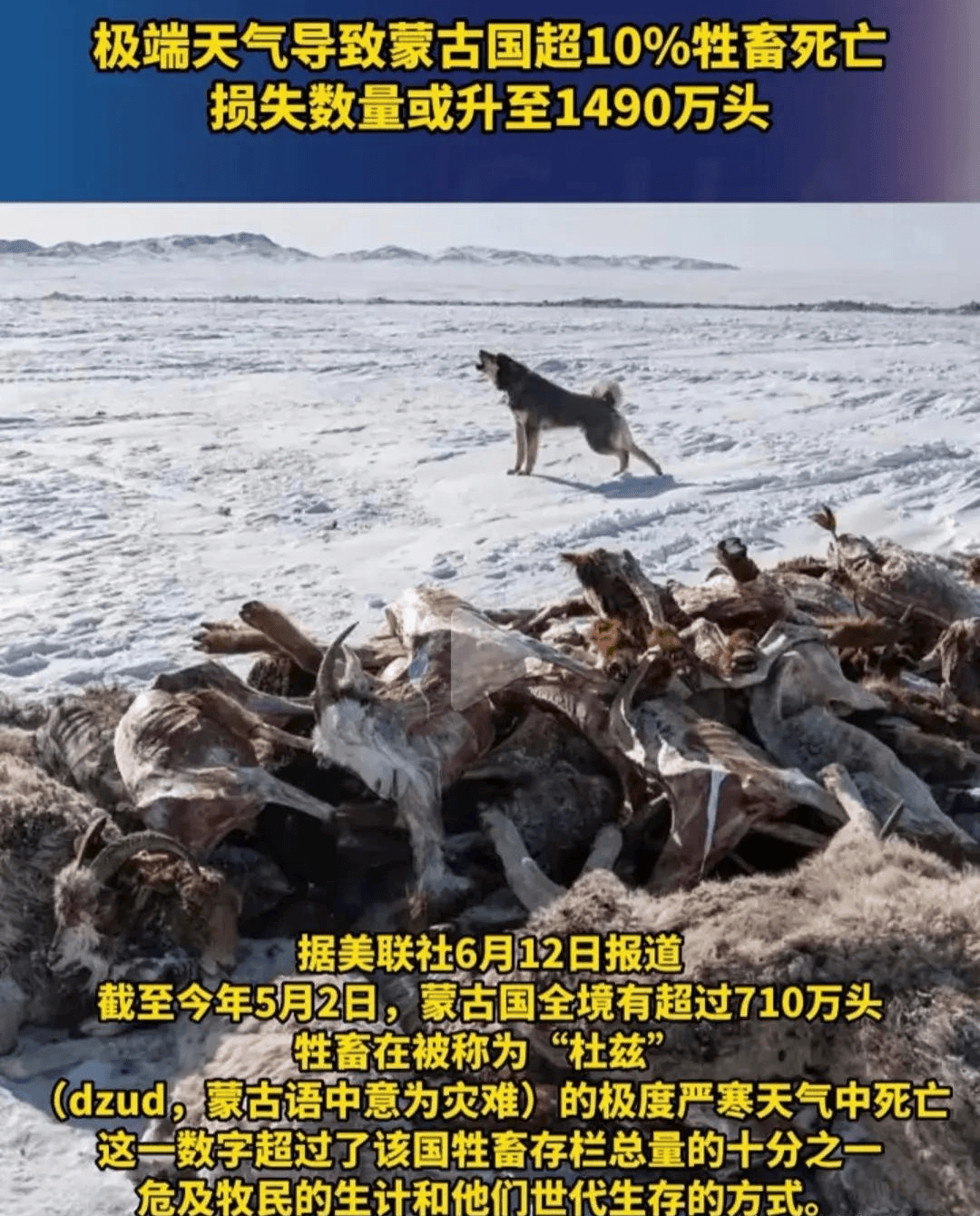 闹大了,极端天气或致蒙古国超千万头牲畜死亡,评论区网友炸锅!
