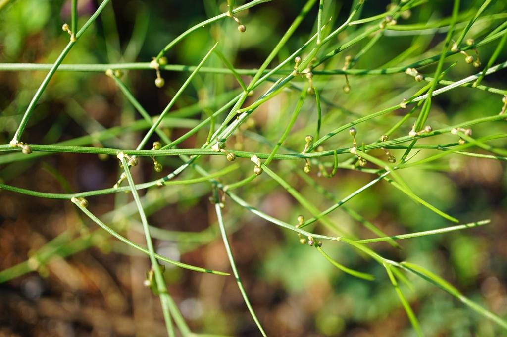 我见到的山东本土植物和园林栽培植物(309)兴安天门冬