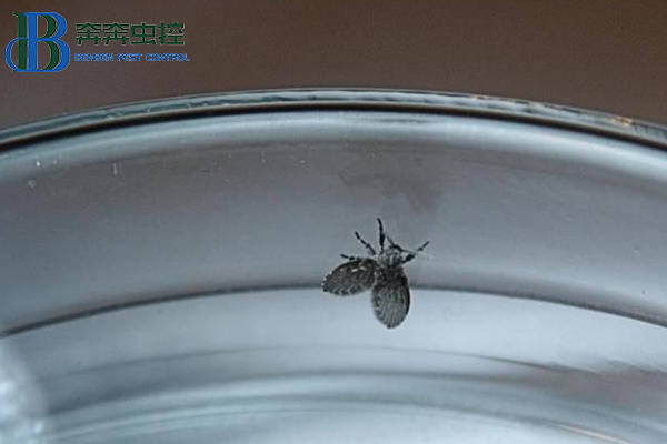 如何解决噩梦般的蛾蠓?