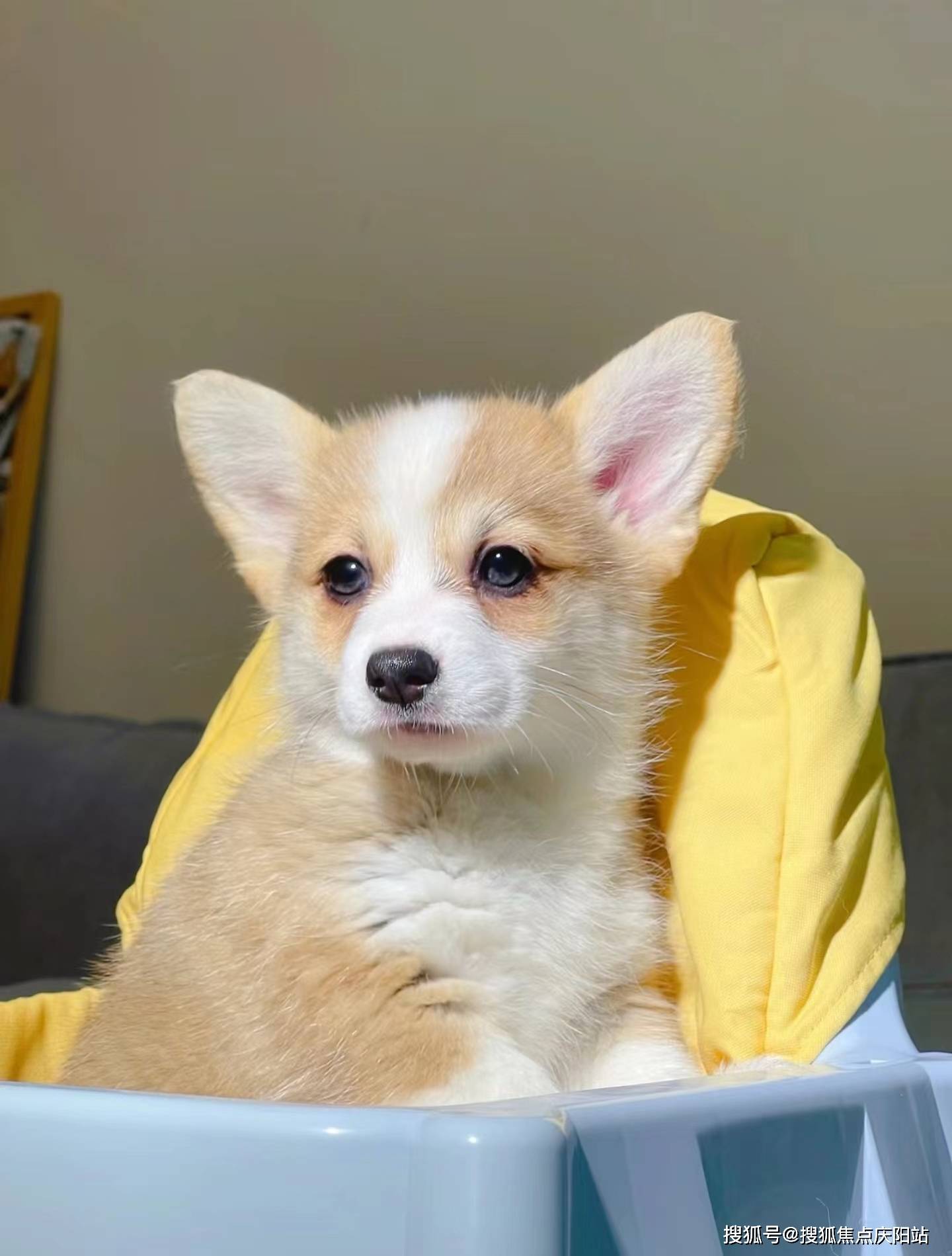 南昌买柯基犬首页网站(南昌红谷滩区)哪里有卖柯基犬的宠物市场