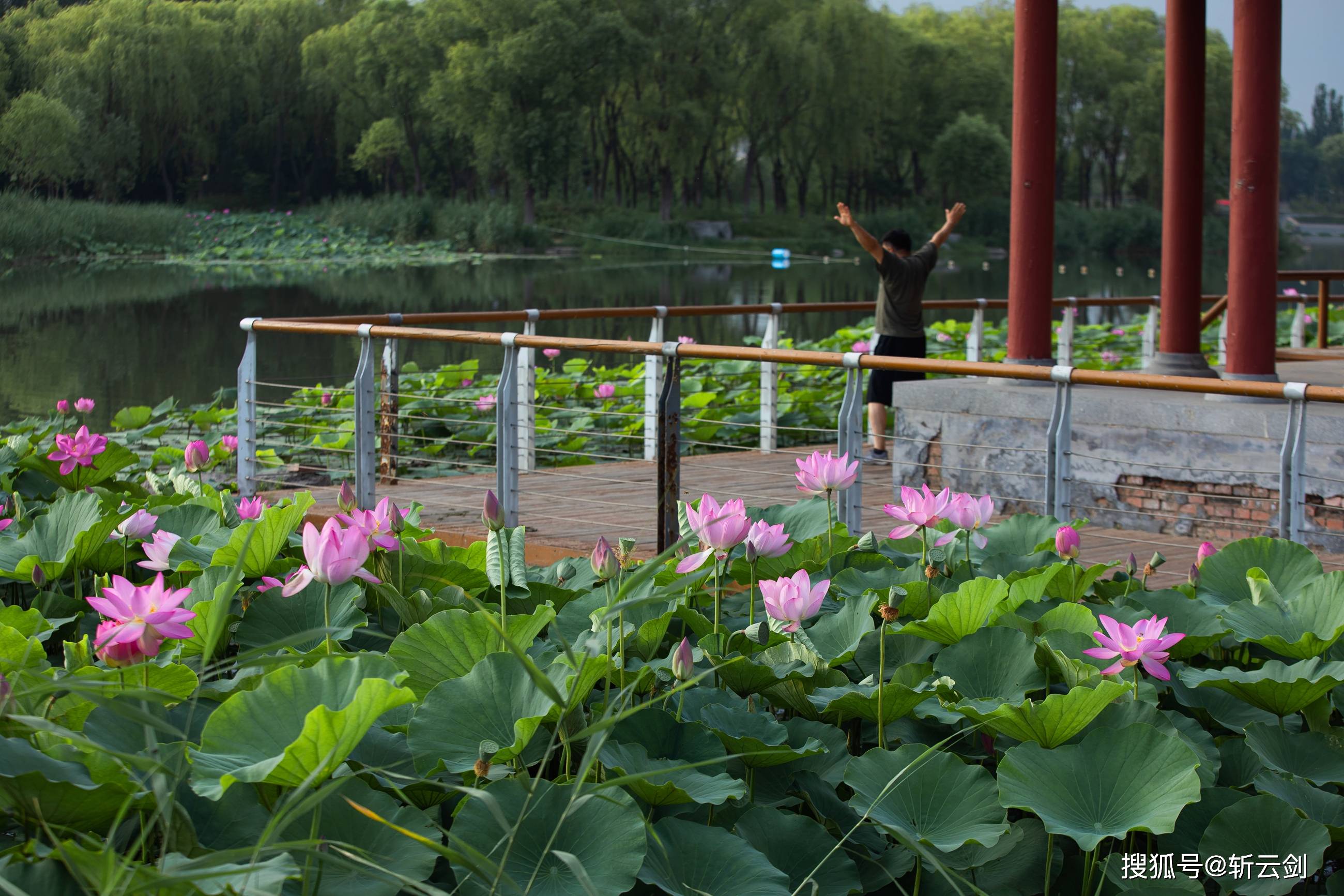 被称之为"小泉城"的章丘绣江河公园荷花开了