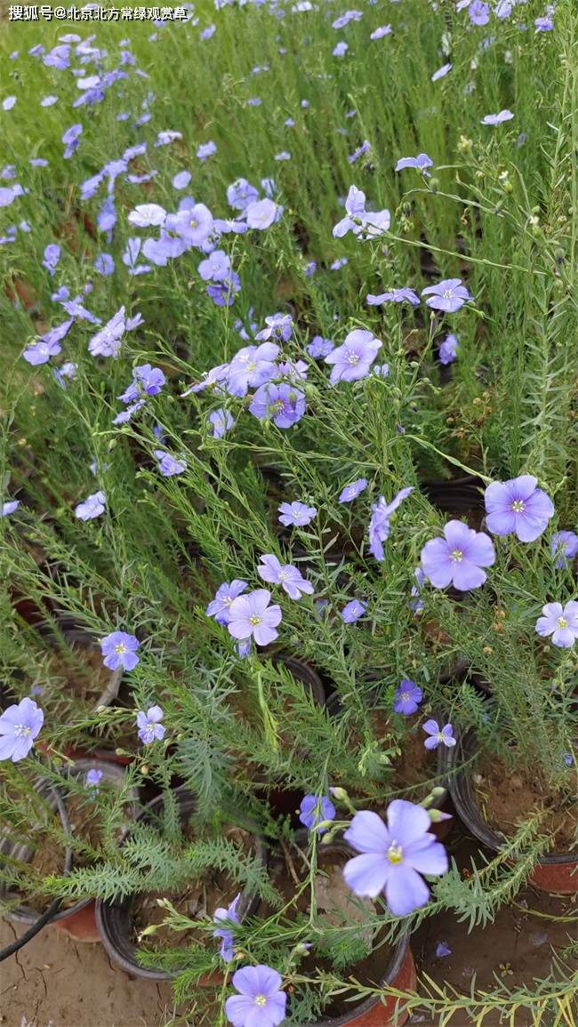 蓝亚麻的花期及特点