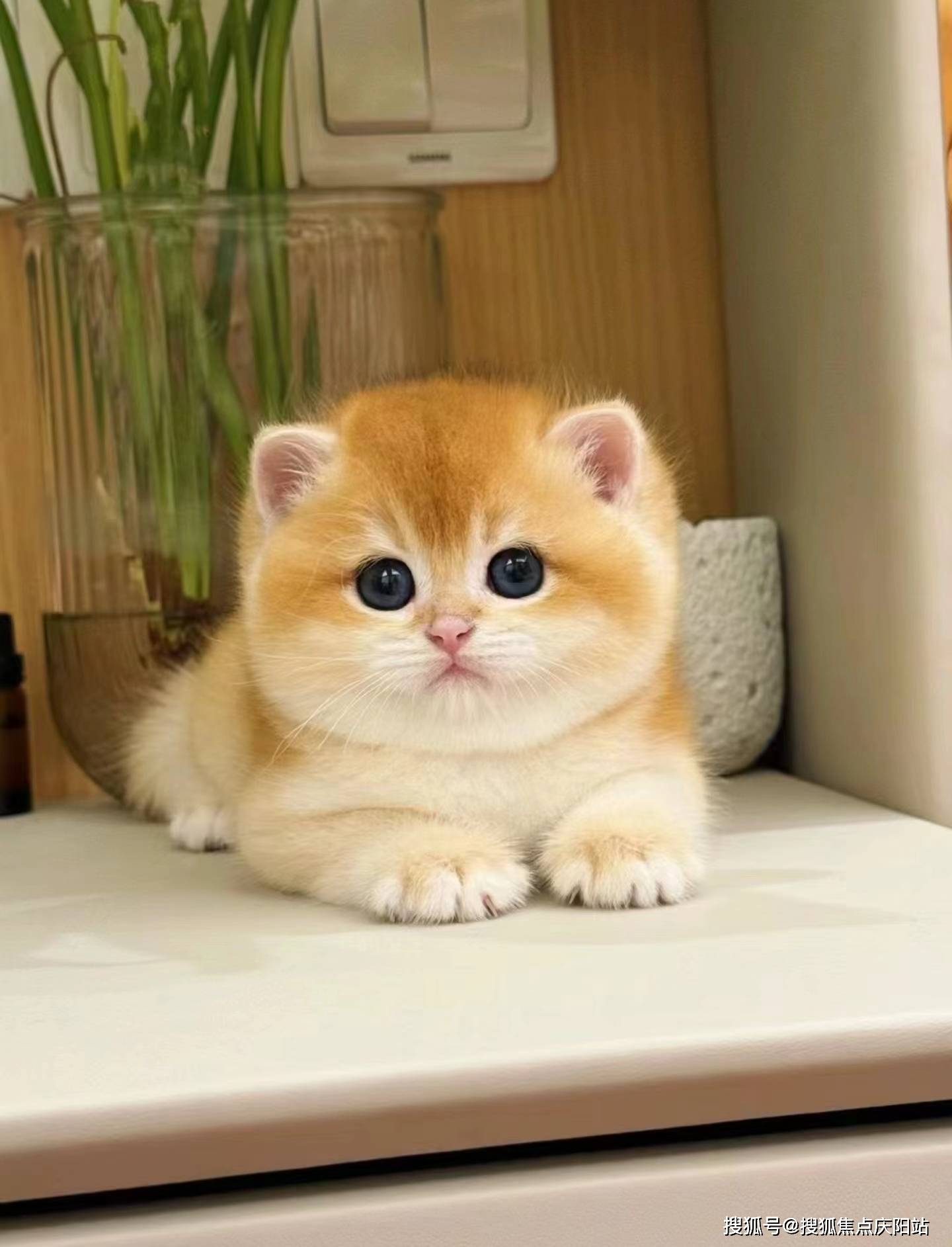 合肥买金渐层首页网站(合肥瑶海区)买金渐层猫哪里比较安全