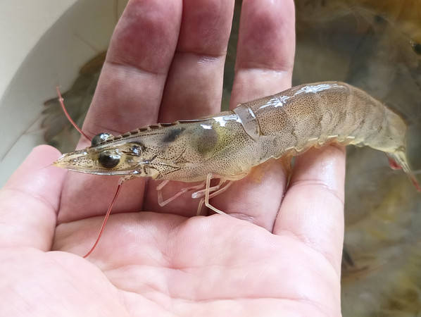 虾出现肝脏问题的症状与防治措施