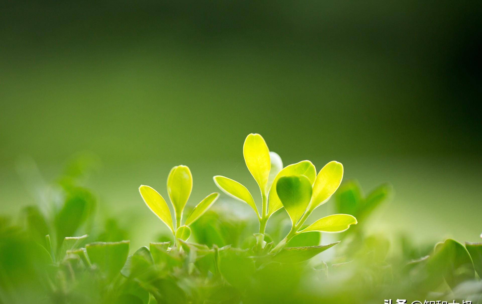 电脑背景图唯美简约图片