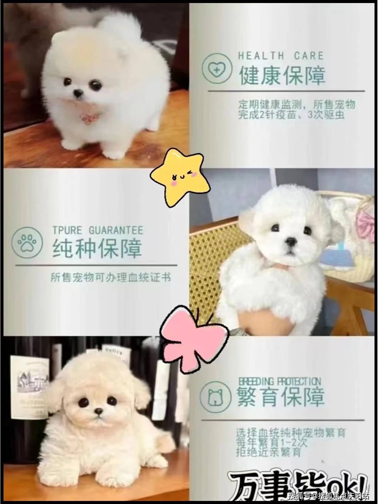 武汉买柯基犬多少钱一只(武汉硚口区)买柯基犬多少钱一只?
