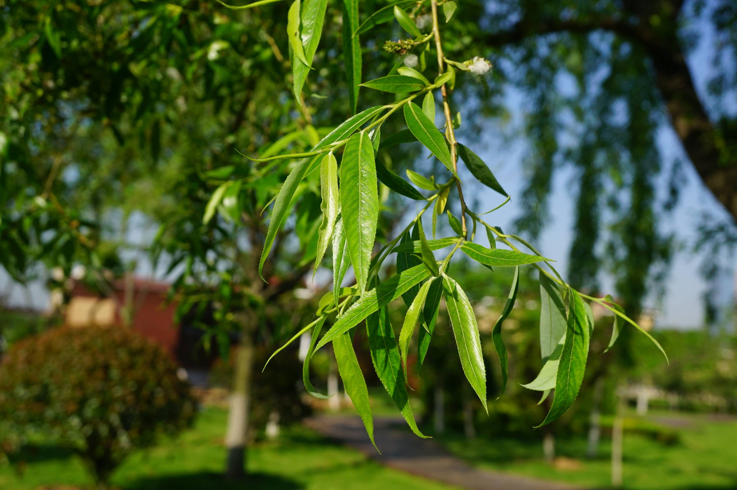 我见到的山东本土植物和园林栽培植物