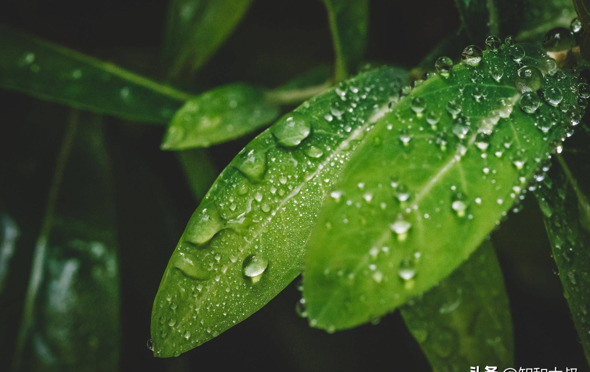 背景 壁纸 绿色 绿叶 树叶 植物 桌面 蕨类 1920_1210