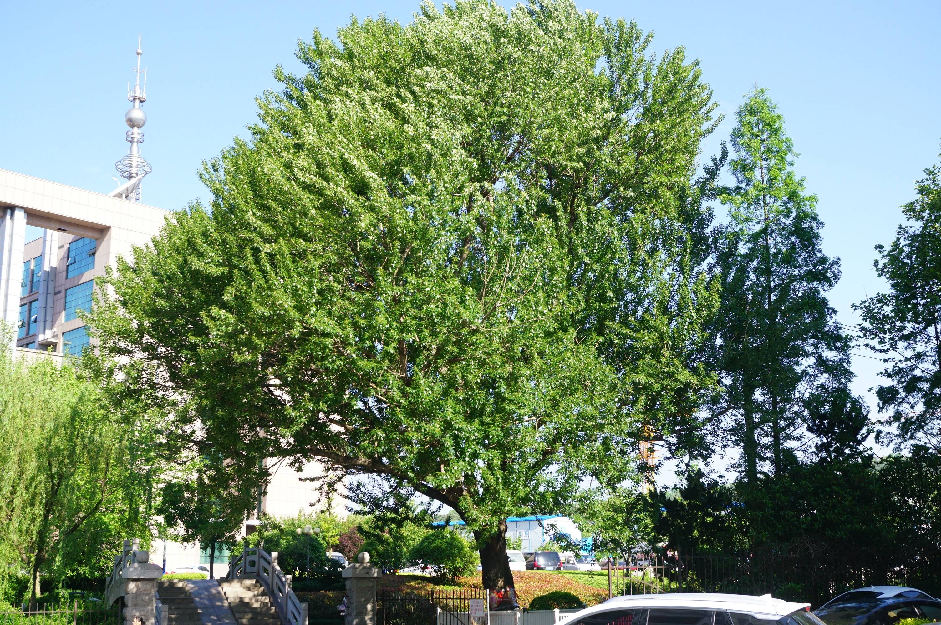 我见到的山东本土植物和园林栽培植物(353)小叶杨