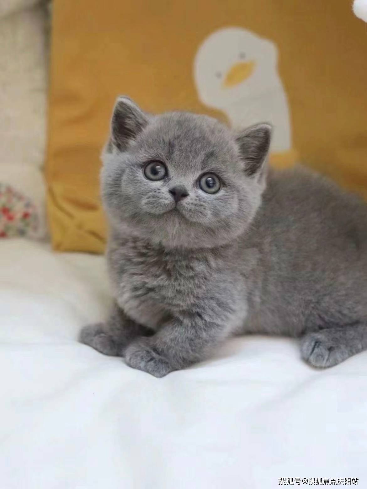 广州买英短蓝猫首页网站(广州天河区)英短蓝猫多少钱一只