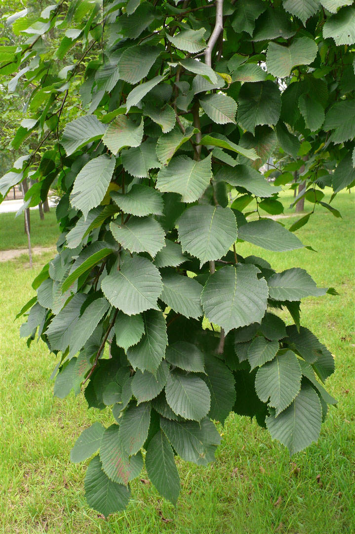 我见到的山东本土植物和园林栽培植物(392)大叶垂榆