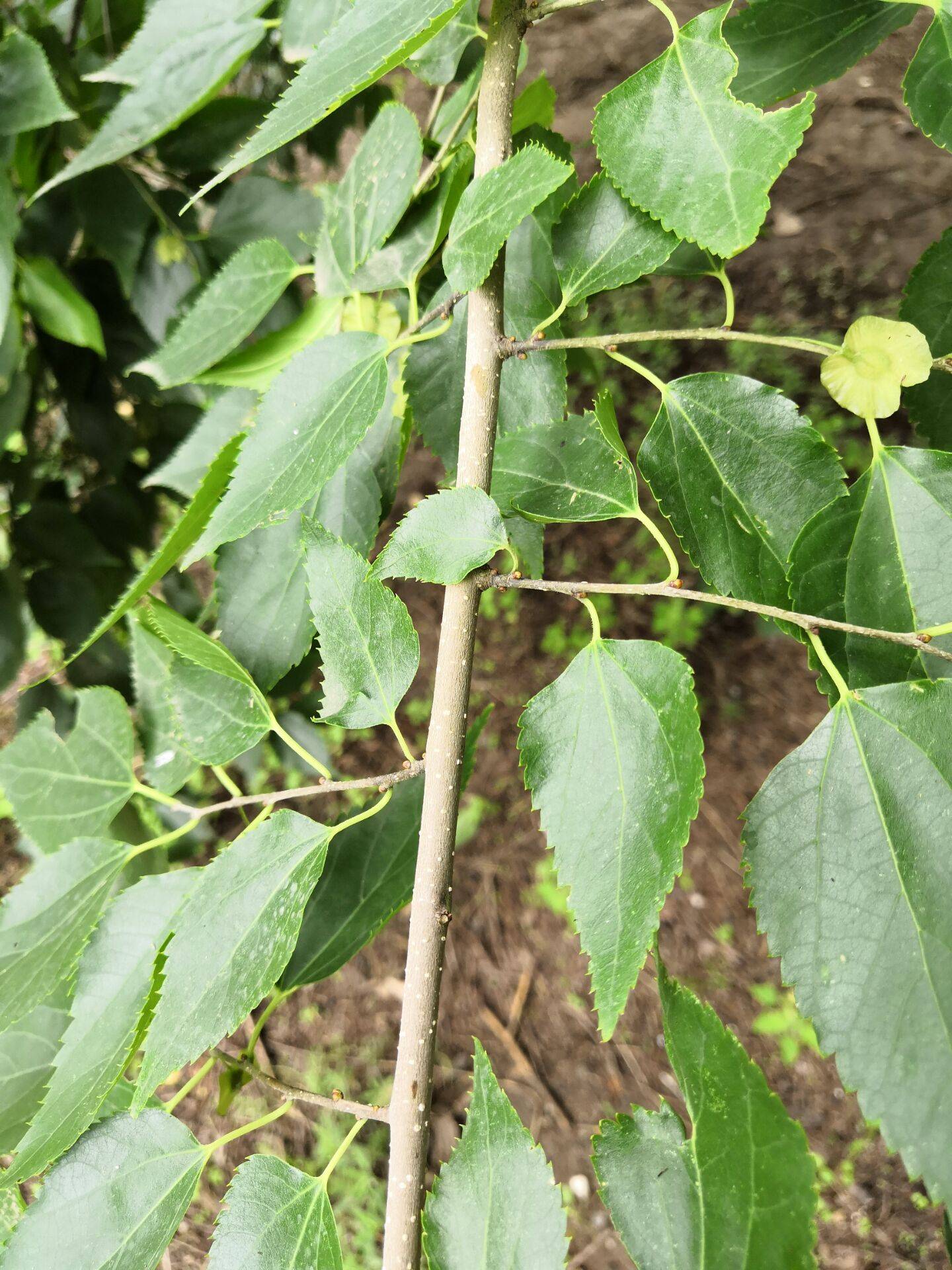 枣庄青檀寺内,树龄在千年以上青檀树有36棵,百年以上树龄者不计其数