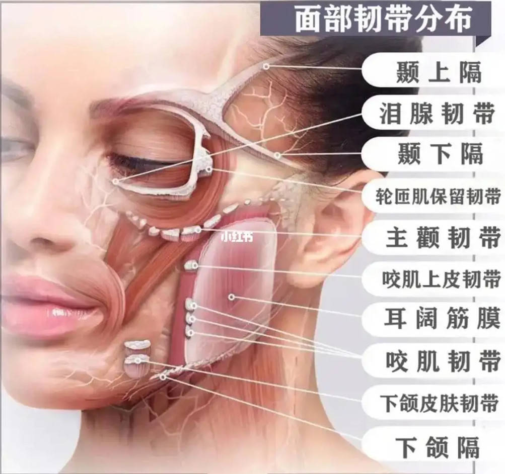 整形医生胡可解析童颜针丰太阳穴的注射层次及针头选择