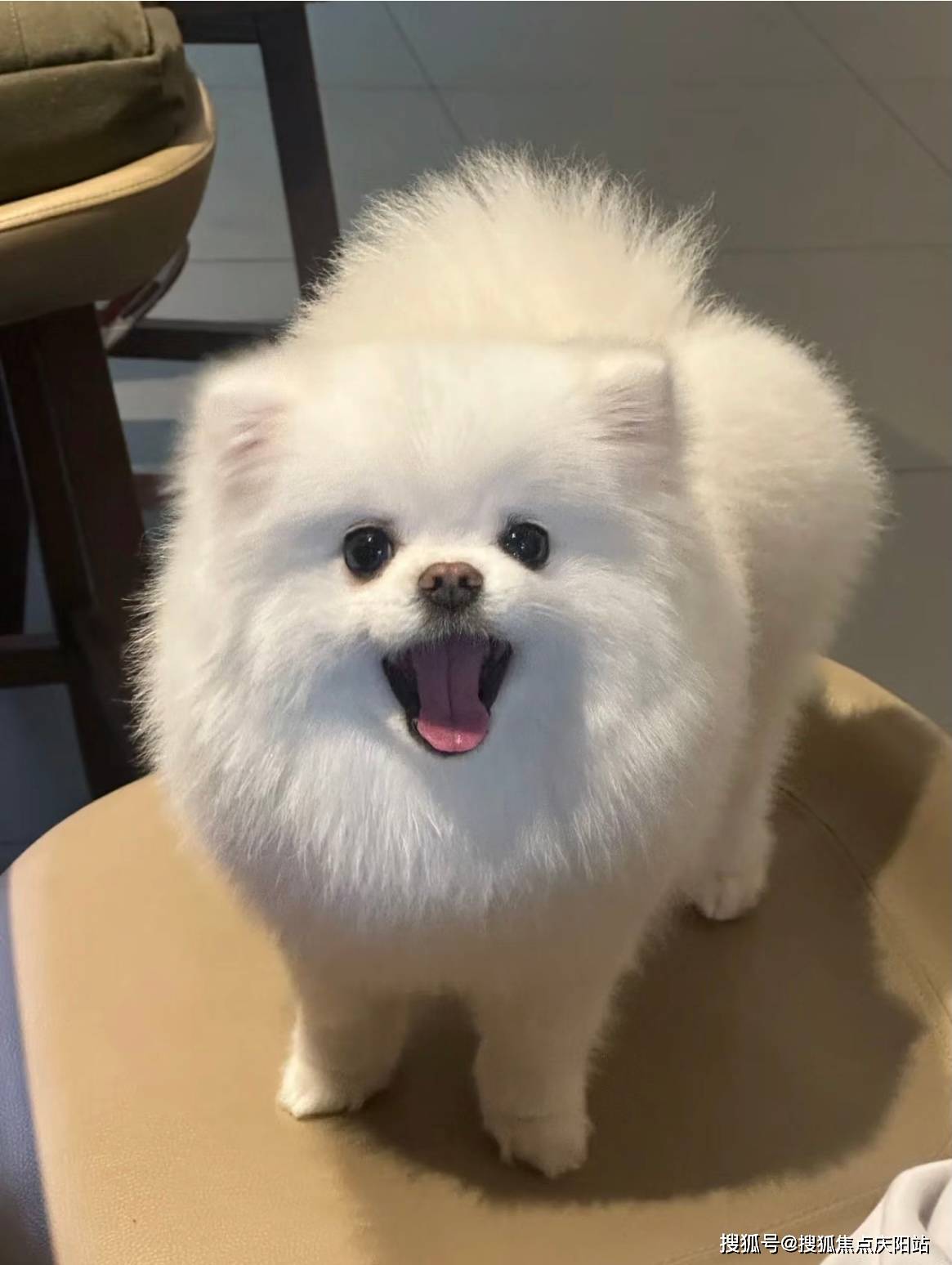 长沙买博美犬首页网站(长沙岳麓区)买博美犬的地方
