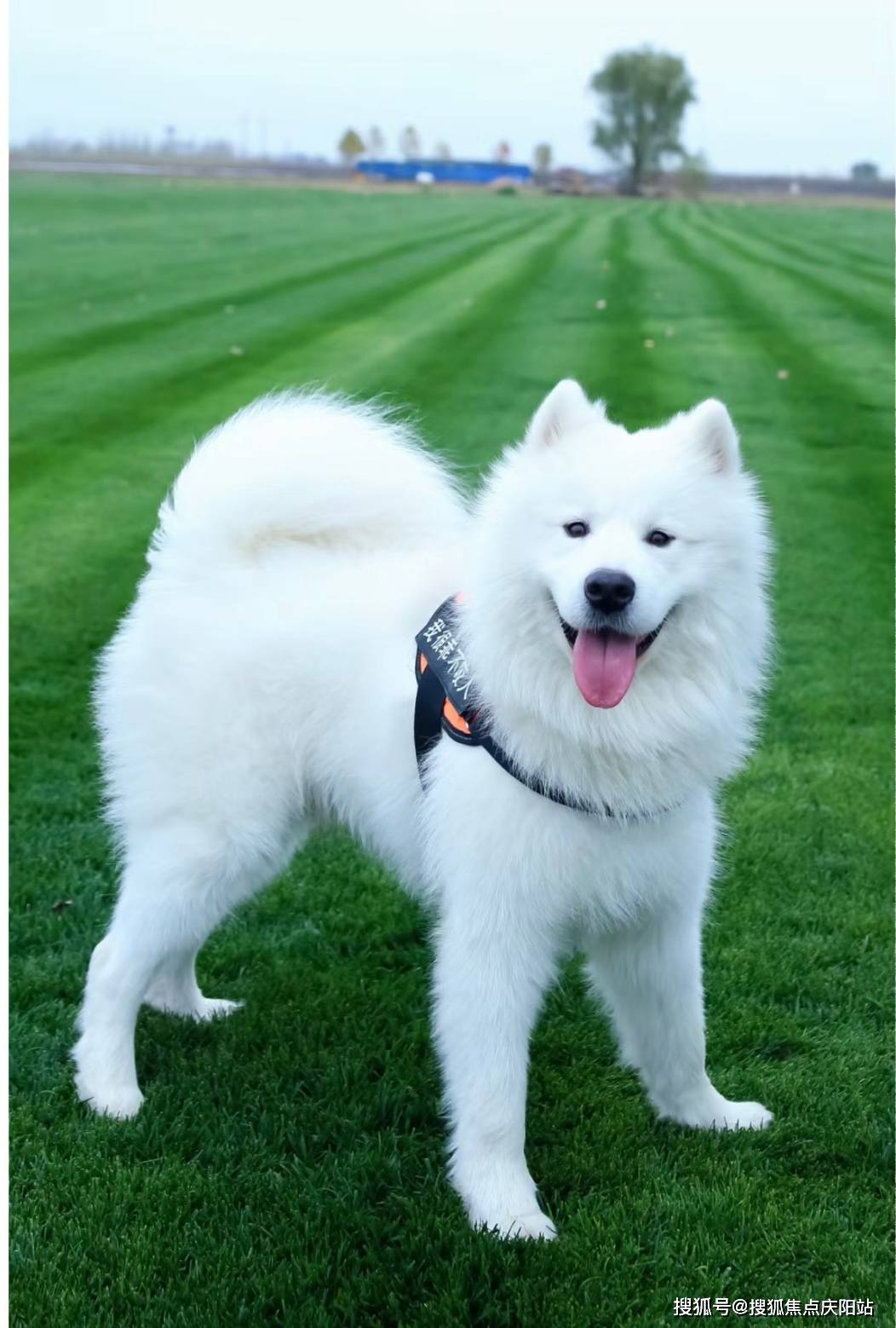 重庆买萨摩耶犬首页网站(重庆江北区)萨摩耶犬什么价格