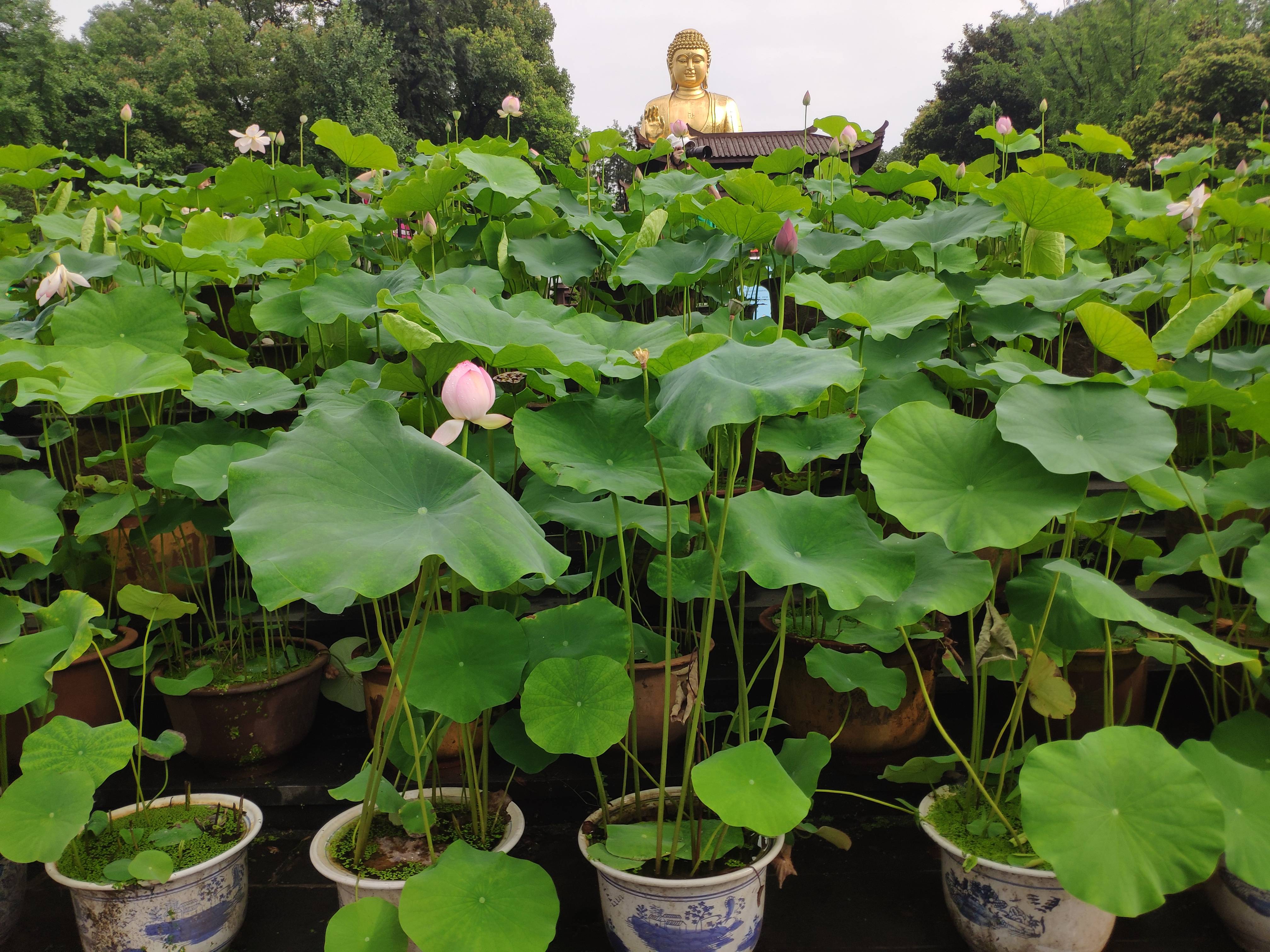 重庆莲花生命关怀团图片