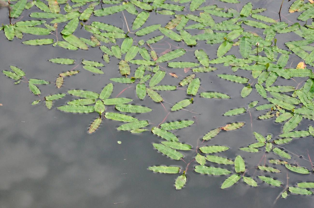 我见到的山东本土植物和园林栽培植物(409)两栖蓼