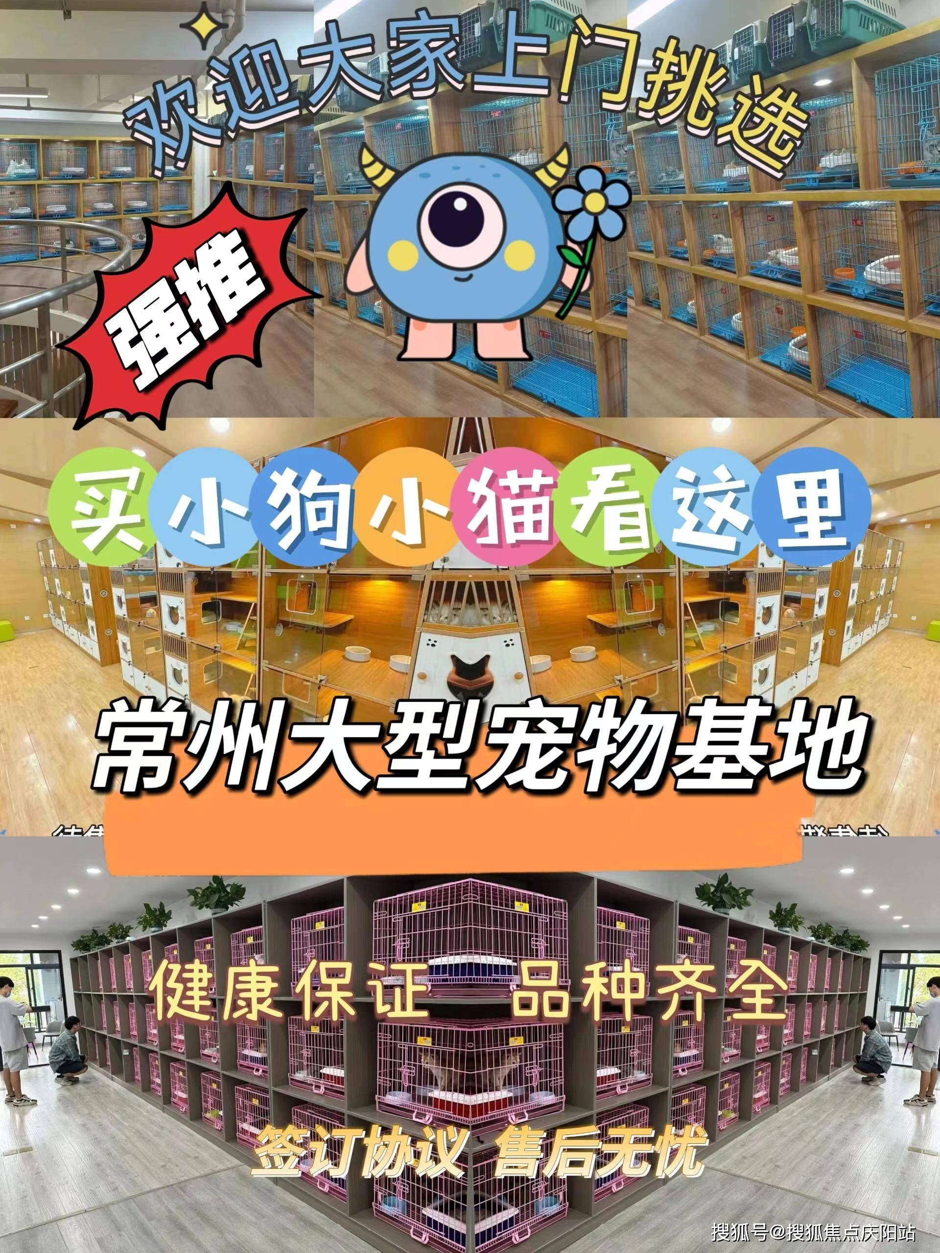 常州武进区哪里可以买到品相好的银渐层猫?