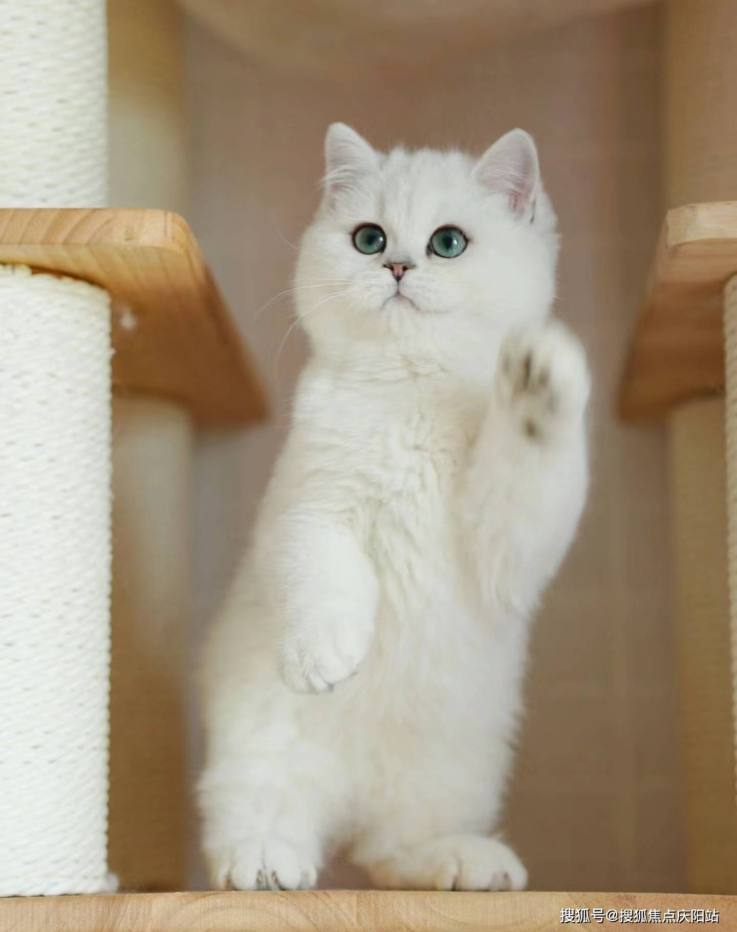 福州买银渐层猫首页网站(福州晋安区)买银渐层猫哪里有实体店(福州