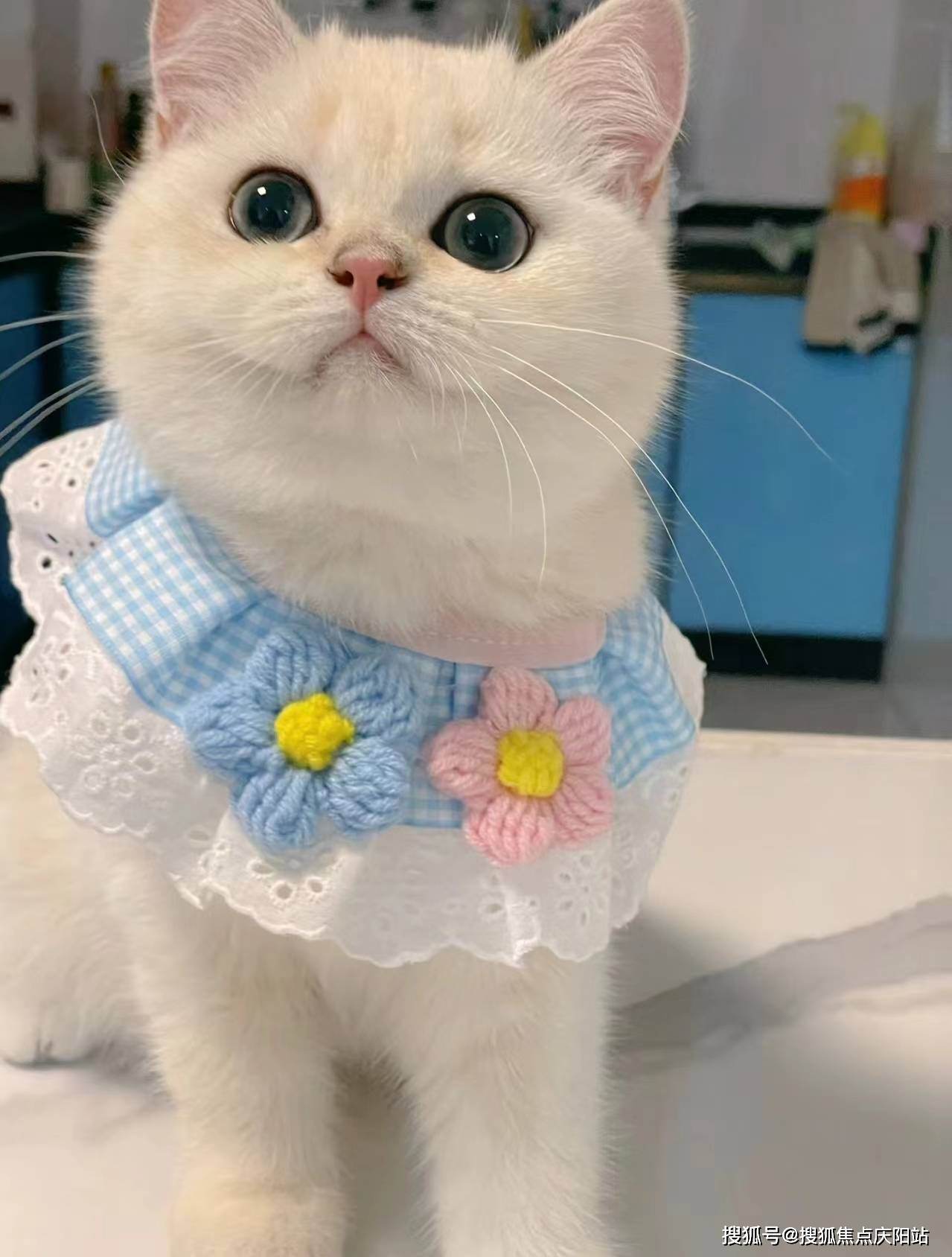 哈尔滨买银渐层猫首页网站(哈尔滨香坊区)银渐层猫什么价格(哈尔滨